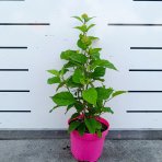 Hortenzia stromčekovitá (Hydrangea arborescens) ‘Candybelle® Stand Up Pink’ - výška 30-40 cm, kont. C2L